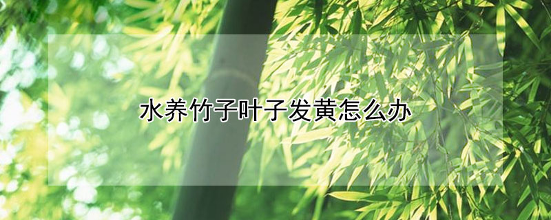 水养竹子叶子发黄怎么办 水培竹子叶子发黄是怎么回事