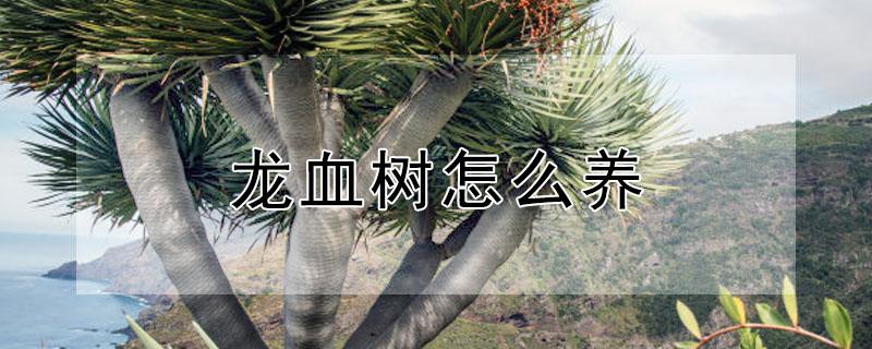 龙血树怎么养（龙血树怎么养护和注意哪些事情）