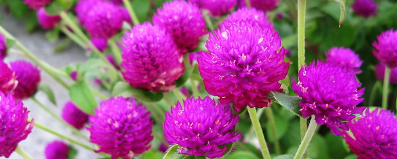 植物千年红的养护方法 盆栽万年红的养殖方法