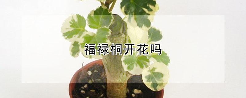 福禄桐开花吗（福禄桐的花）