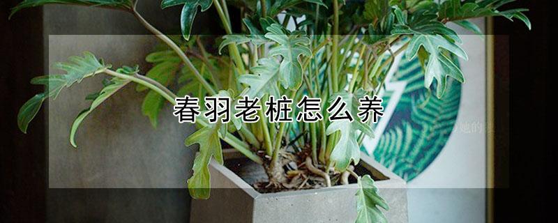 春羽老桩怎么养（春羽多久才能养成老桩）
