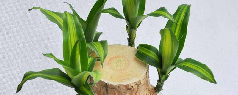 巴西木底部发霉还能活么（巴西木两头发霉还能养活吗）