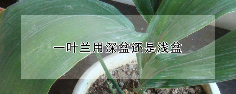 一叶兰用深盆还是浅盆(栽兰花用深盆好还是浅盆好)