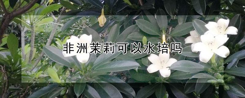 非洲茉莉可以水培吗(茉莉可以水培种植吗)