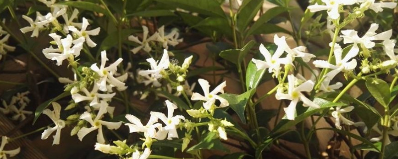 风车茉莉的秋季养护（风车茉莉秋天怎样养护?）