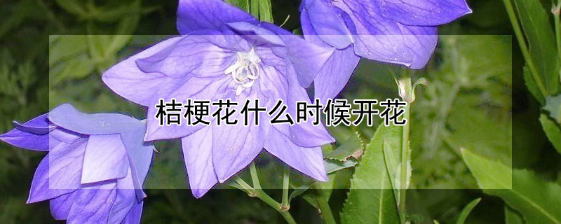 桔梗花什么时候开花（桔梗花开花时间）
