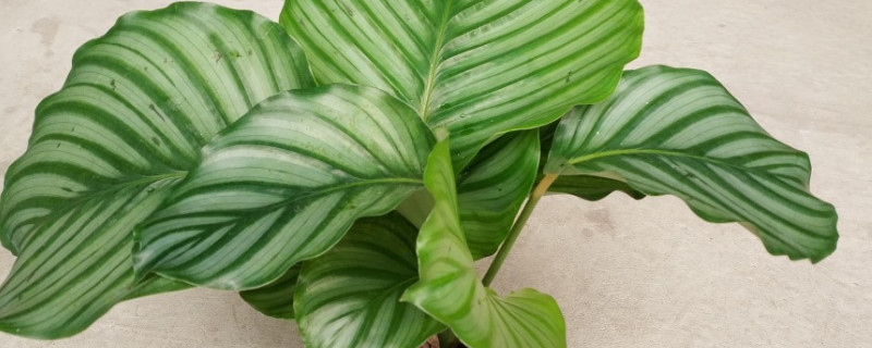 青苹果竹芋换盆方法 青苹果竹芋盆栽怎么养