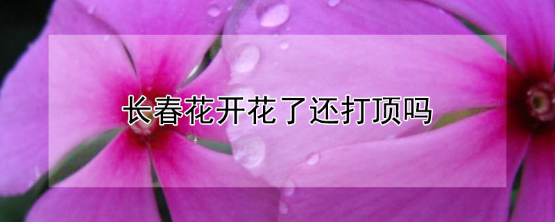 长春花开花了还打顶吗(长春花打顶后几天能长出侧芽)