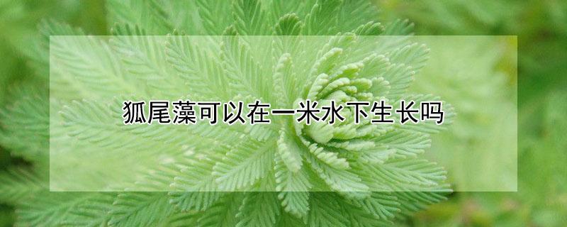 狐尾藻可以在一米水下生长吗 狐尾藻水下能养吗