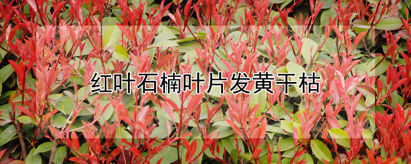 红叶石楠叶片发黄干枯（红叶石楠叶子发黄）