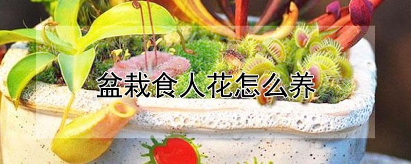 盆栽食人花怎么养（食人花怎么养?）