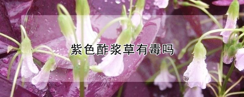 紫色酢浆草有毒吗（三叶紫叶酢浆草有毒吗）