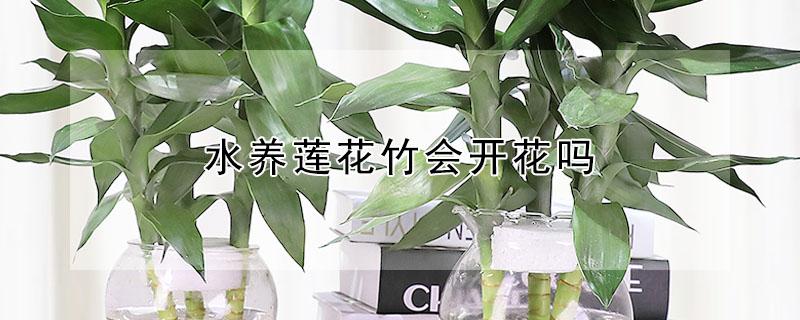 水养莲花竹会开花吗(水竹莲花怎么养)