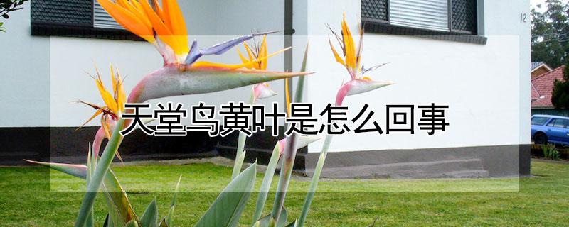 天堂鸟黄叶是怎么回事 天堂鸟叶边黄