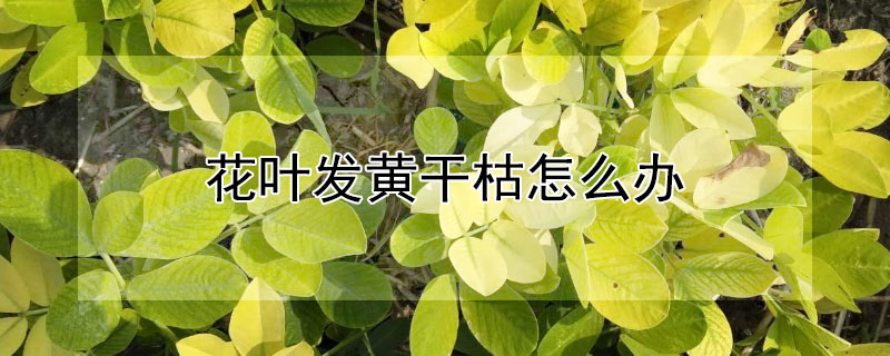 花叶发黄干枯怎么办(花叶变黄枯了怎么回事)