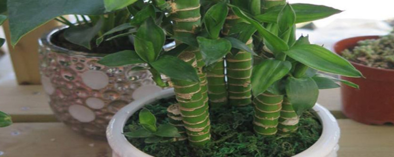 水培龙竹的繁殖方法（水培龙竹的繁殖方法视频）