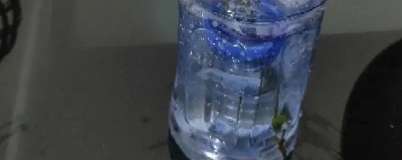 柳枝生根水能保存多久（柳树枝放水多久生根）