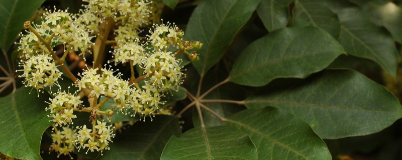 鸭掌木老不发新芽咋办 鸭掌木发的新芽枯萎是怎么回事