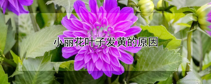 小丽花叶子发黄的原因（大丽花的叶子为什么黄）