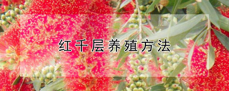 红千层养殖方法（红千层的种植方法）