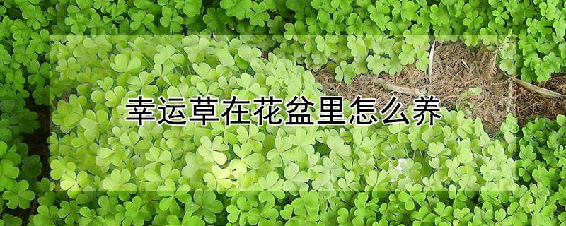 幸运草在花盆里怎么养 幸运草怎么养才开花