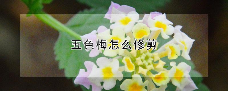 五色梅怎么修剪 五色梅盆栽修剪有哪些常见方法