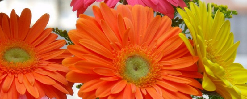 花冻了如何恢复 花冻了咋办