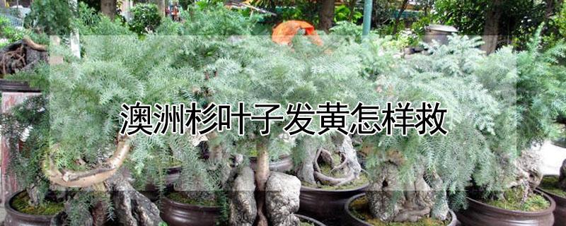 澳洲杉叶子发黄怎样救 澳洲杉叶子全黄了怎么办