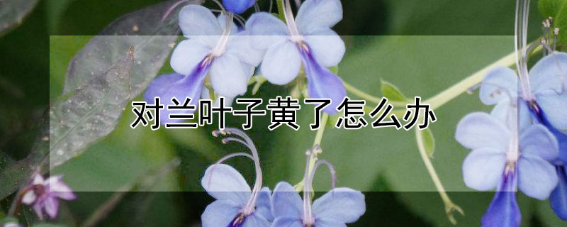 对兰叶子黄了怎么办 兰花叶子发黄怎么办