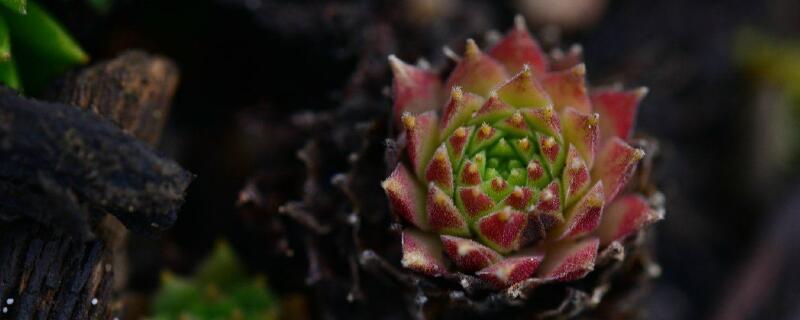 长生草怎么度夏 长生草好度夏吗