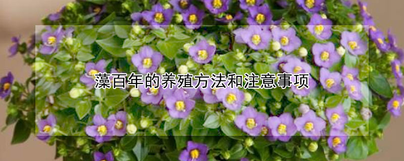 藻百年的养殖方法和注意事项 藻百年可以室内养殖吗