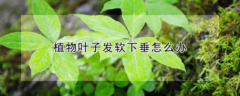 植物叶子发软下垂怎么办（叶子垂下来 软了）