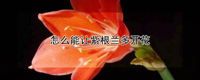 怎么能让紫根兰多开花（紫根兰施什么肥能开花）