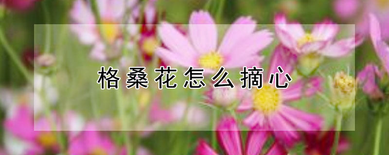 格桑花怎么摘心（格桑花摘心是什么意思）