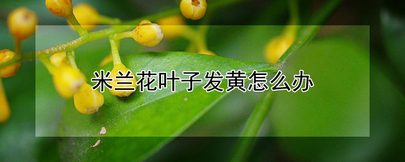 米兰花叶子发黄怎么办 米兰花新长的叶子发黄怎么办