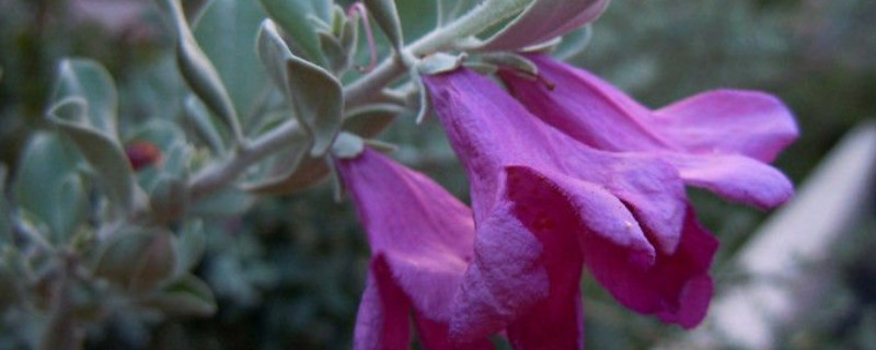 红花玉芙蓉怎么扦插 芙蓉花怎么繁殖,芙蓉花的扦插方法