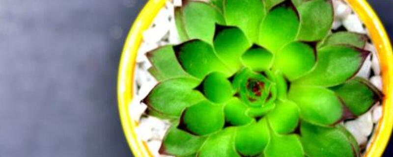 观音莲侧芽如何修剪 观音莲侧芽怎么栽种