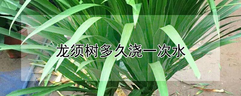 龙须树多久浇一次水（室内龙须树多久浇一次水）