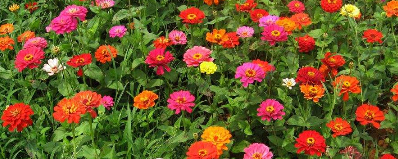 盆栽百日草矮化技术 百日草盆栽种植方法