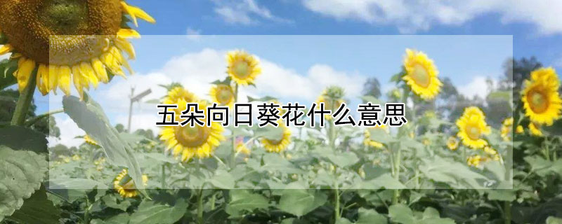 五朵向日葵花什么意思 6朵向日葵花代表什么意思