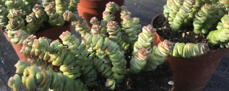 钱串下面干枯了怎么办 钱串下面干枯了怎么补救