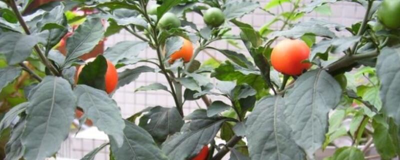 四季果换盆注意事项(四季梅换盆的注意事项)