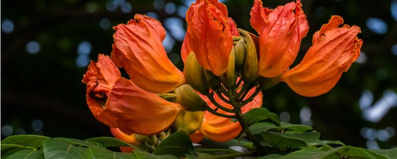 泰拉瑞亚火焰花怎么种（泰拉瑞亚火焰花怎么种图片）