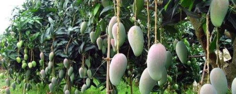 芒果盆栽怎么过冬（芒果如何盆栽）