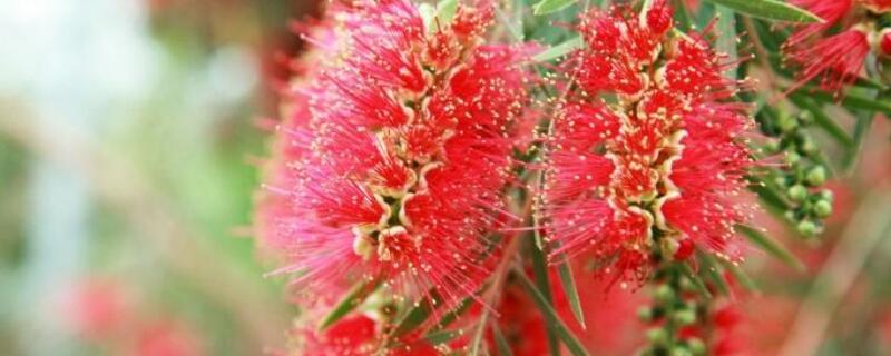 红千层怎么养 红千层的养殖方法和注意事项