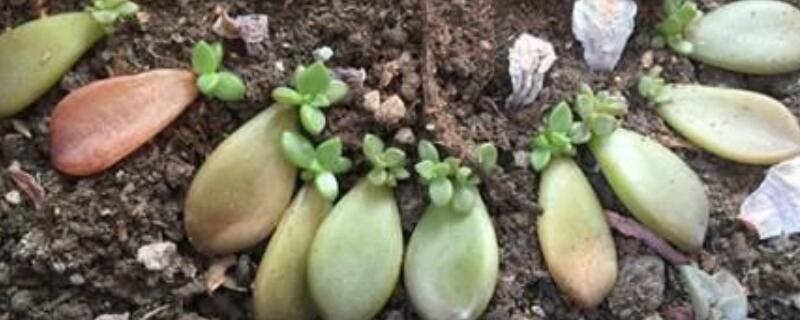 叶插长根后要不要浇水 叶插要浇水吗