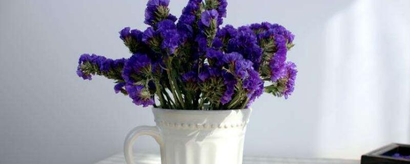 勿忘我插花要放水吗(插勿忘我鲜花要放水吗)