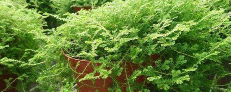 吸毒草耐阴吗（吸毒草能过冬天吗）