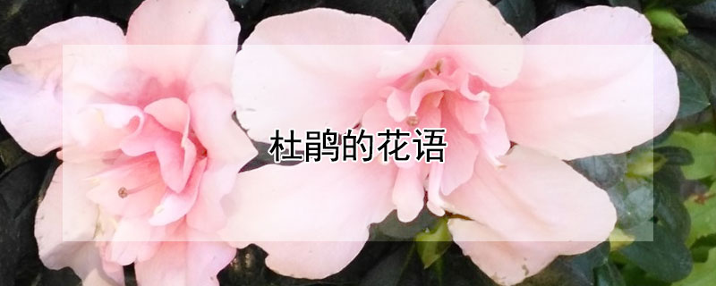 杜鹃的花语（锦绣杜鹃的花语）