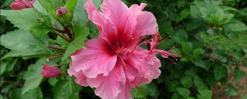 重瓣朱槿怎么养（重瓣朱槿怎么养护和管理）